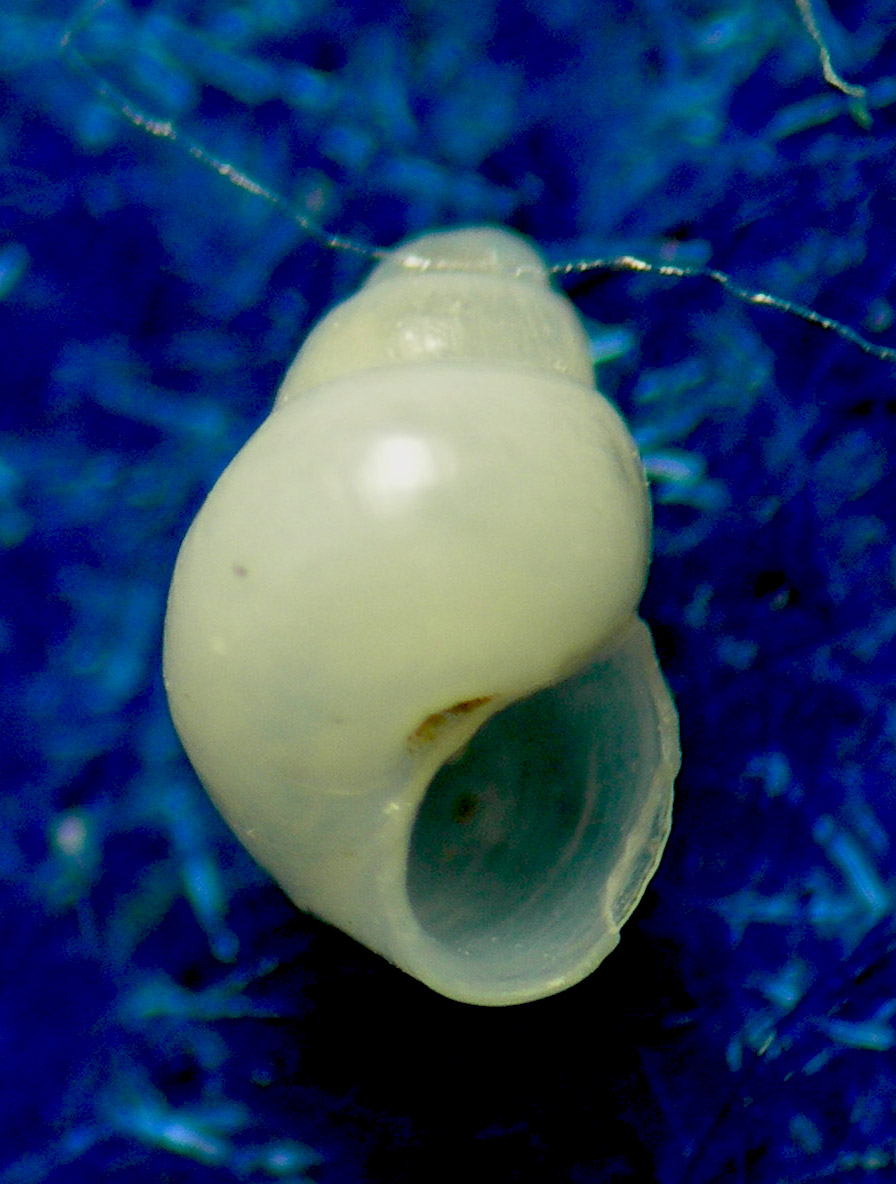 liostomia o odostomia 2